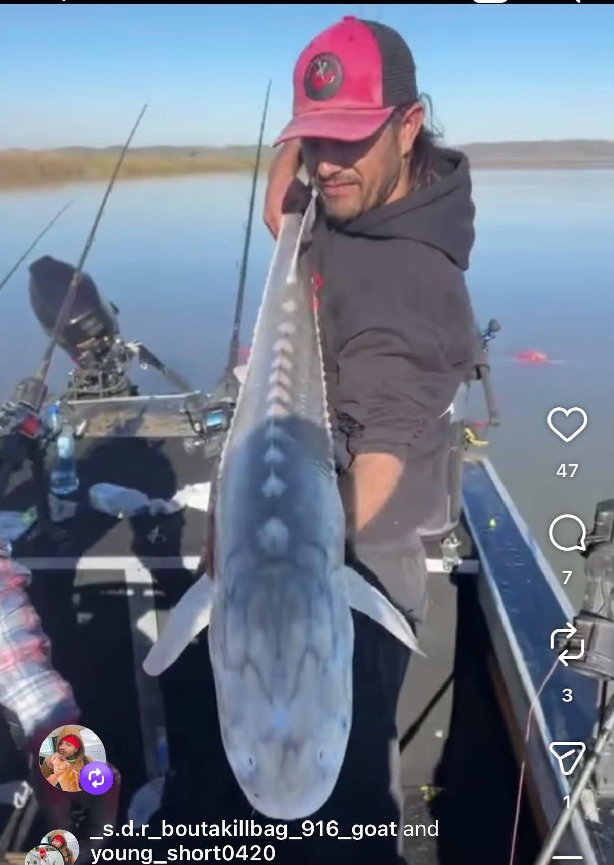 SDR Sturgeon Roe Cure